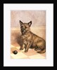 Waiting to Play, a Cairn terrier with a ball by Frank Paton