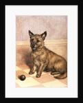 Waiting to Play, a Cairn terrier with a ball by Frank Paton