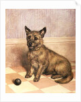 Waiting to Play, a Cairn terrier with a ball by Frank Paton