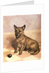 Waiting to Play, a Cairn terrier with a ball by Frank Paton