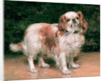 King Charles Spaniel, 1907 by George Sheridan Knowles