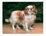 King Charles Spaniel, 1907 by George Sheridan Knowles