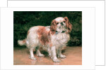 King Charles Spaniel, 1907 by George Sheridan Knowles