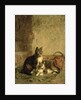 Cats, 1883 by Julius Adam