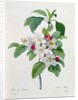 Apple Blossom by Pierre Joseph Redoute