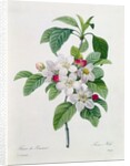 Apple Blossom by Pierre Joseph Redoute