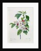 Apple Blossom by Pierre Joseph Redoute