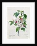 Apple Blossom by Pierre Joseph Redoute