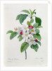 Apple Blossom by Pierre Joseph Redoute