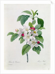 Apple Blossom by Pierre Joseph Redoute