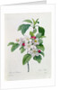 Apple Blossom by Pierre Joseph Redoute
