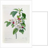 Apple Blossom by Pierre Joseph Redoute