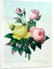 Rosa Lutea and Rosa Indica by Pierre Joseph Redouté