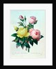 Rosa Lutea and Rosa Indica by Pierre Joseph Redouté