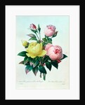 Rosa Lutea and Rosa Indica by Pierre Joseph Redouté