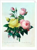 Rosa Lutea and Rosa Indica by Pierre Joseph Redouté