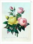 Rosa Lutea and Rosa Indica by Pierre Joseph Redouté