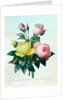 Rosa Lutea and Rosa Indica by Pierre Joseph Redouté