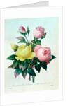 Rosa Lutea and Rosa Indica by Pierre Joseph Redouté