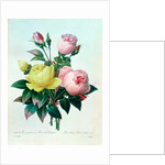 Rosa Lutea and Rosa Indica by Pierre Joseph Redouté