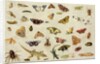 A Study of Insects by Jan van the Elder Kessel