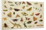 A Study of Insects by Jan van the Elder Kessel