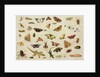 A Study of Insects by Jan van the Elder Kessel