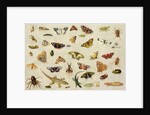 A Study of Insects by Jan van the Elder Kessel