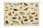 A Study of Insects by Jan van the Elder Kessel