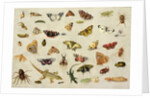 A Study of Insects by Jan van the Elder Kessel