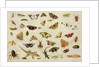 A Study of Insects by Jan van the Elder Kessel