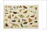 A Study of Insects by Jan van the Elder Kessel