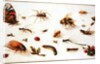 A Study of Insects by Jan the Younger Brueghel