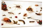 A Study of Insects by Jan the Younger Brueghel