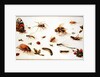 A Study of Insects by Jan the Younger Brueghel