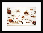 A Study of Insects by Jan the Younger Brueghel