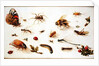 A Study of Insects by Jan the Younger Brueghel
