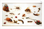 A Study of Insects by Jan the Younger Brueghel