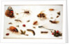 A Study of Insects by Jan the Younger Brueghel
