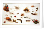 A Study of Insects by Jan the Younger Brueghel