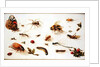 A Study of Insects by Jan the Younger Brueghel