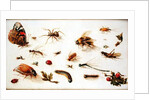 A Study of Insects by Jan the Younger Brueghel