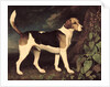 Ringwood, a Brocklesby Foxhound, 1792 by George Stubbs