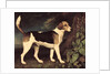 Ringwood, a Brocklesby Foxhound, 1792 by George Stubbs