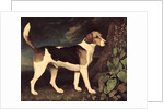 Ringwood, a Brocklesby Foxhound, 1792 by George Stubbs