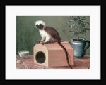 The Favourite Monkey of Carl Linnaeus by Gustavus Hesselius