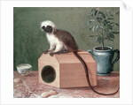 The Favourite Monkey of Carl Linnaeus by Gustavus Hesselius