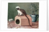 The Favourite Monkey of Carl Linnaeus by Gustavus Hesselius