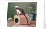 The Favourite Monkey of Carl Linnaeus by Gustavus Hesselius