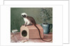 The Favourite Monkey of Carl Linnaeus by Gustavus Hesselius